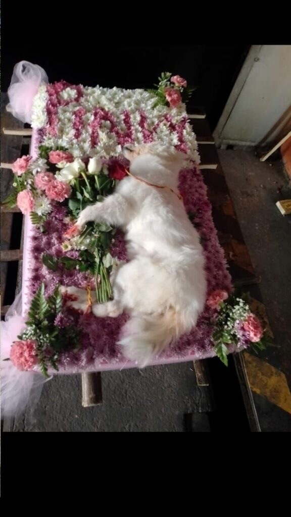 Pet Cremation Service Chennai
