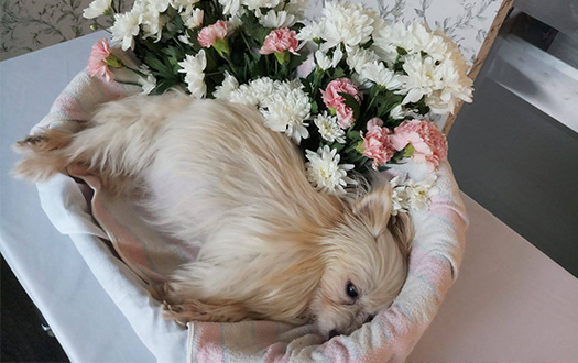 Pet Cremation Service