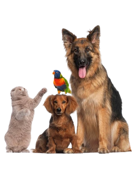 Pet Cremation Service